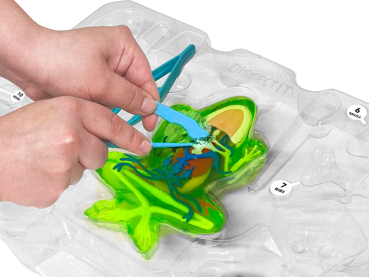 Disecft Dissect-It - Frog Super Lab – Geppetto's Toys