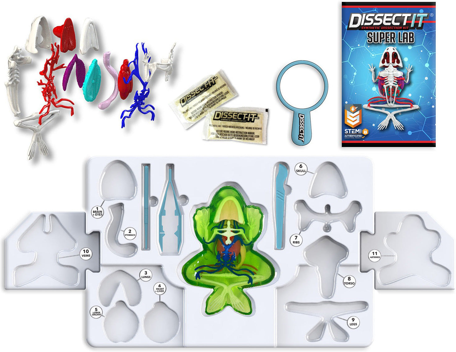 Dissect-It - Frog Super Lab – Geppetto's Toys