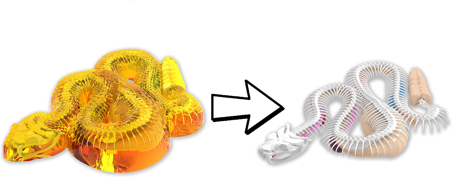 Dissect-It+ Rattlesnake Super Lab Kit – Geppetto's Toys