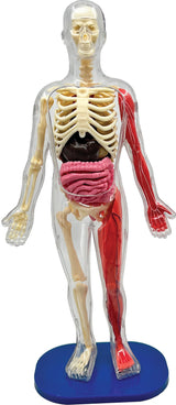 Smart Lab Squishy Human Body