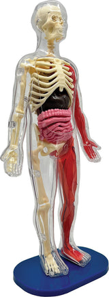 Smart Lab Squishy Human Body