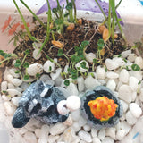 Grow N Glow Terrarium